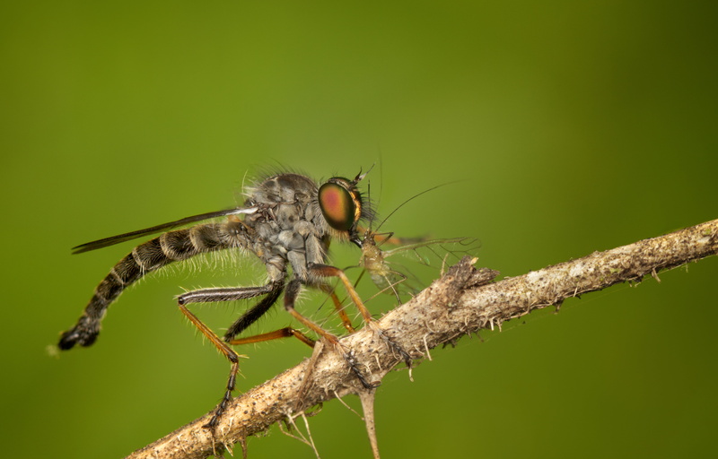 outdoor, macro photography, twig, animal Wing, dragonfly, Robber fly, wildlife, robber, animal, eating, fly, insect, close-up, 4K, photography, macro