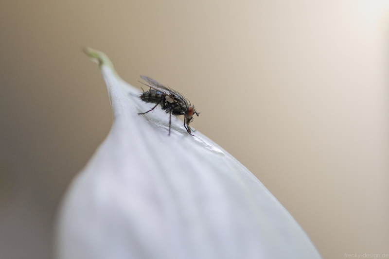 insect, petal, 700d, pest, natur, flower, shift, tilt shift lens, photography, animal, makro, 105mm, nature, dslr, macro, close-up, sigma, canon, fly, lens