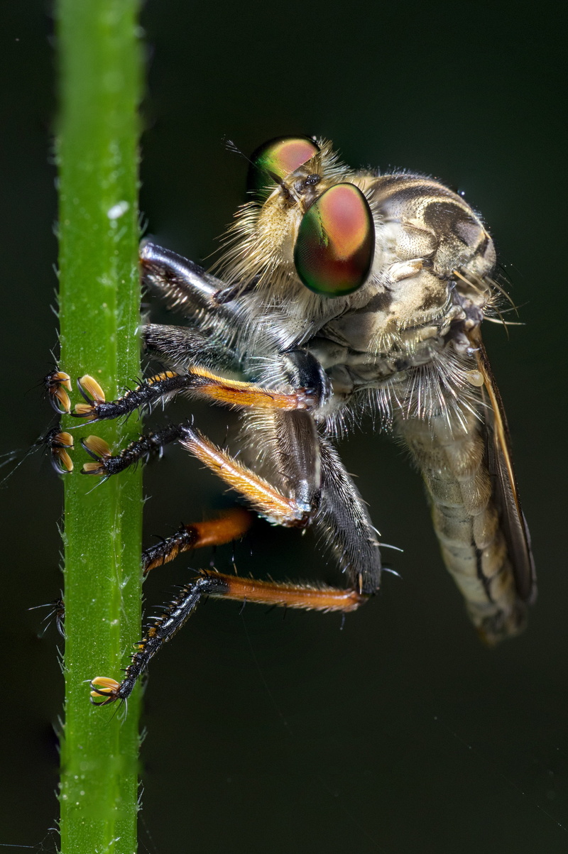 plant, animals in the wild, fly, Insect, Macro, focus on foreground, animal eye, Nature, animal wildlife, one animal, 4K, outdoors, animal wing, green color