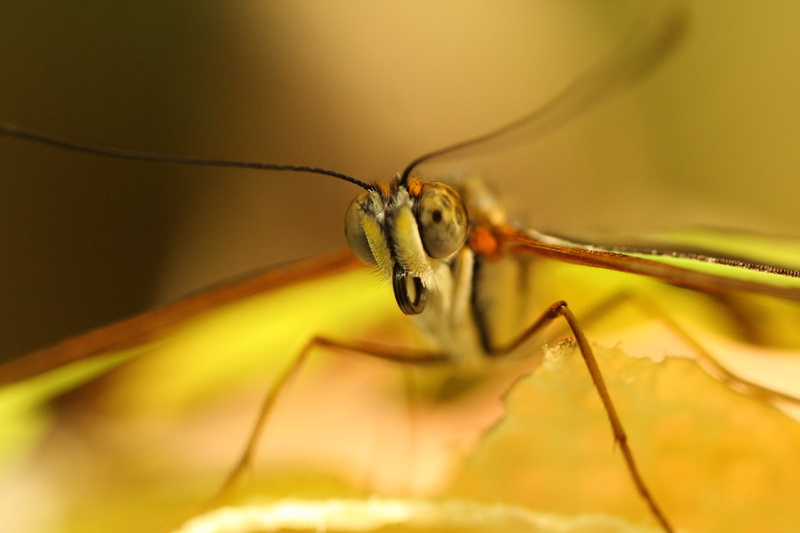 one animal, focus on foreground, zoology, arthropod, shot, green, animals And Pets, animal leg, nature, day, 4K, animal themes, animal, close-up, bug