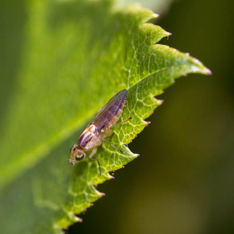 micro, brown, Outdoors, close-up, Diptera, DOF, Arthropod, Garden, Green  Leaf, Insect, wildlife, lens, Canon EF, sp, Fly, Canon 7D, nature, leaf, animal