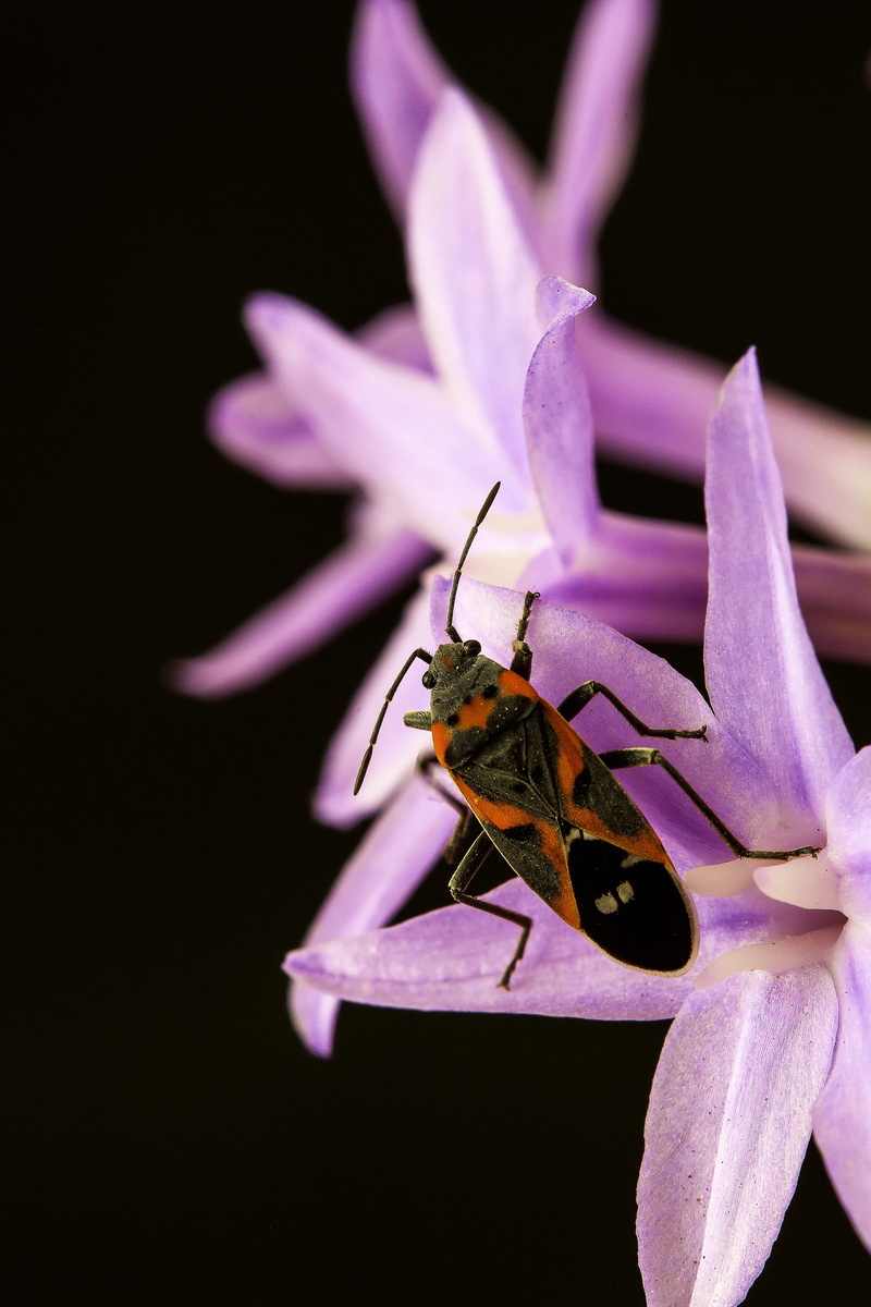 flowering plant, fly, flower, nature, bug, invertebrate, animal wing, milkweed, animal wildlife, beauty in nature, no people, pollination, animal themes