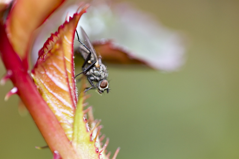 photography, wildlife, D.O.F, animal, Outdoors, insect, UK, 5K, leaf, ly, USM, Extension, HFDF, Garden, nature, Canon 7D, Fly, Tubes, Valentine, 60mm