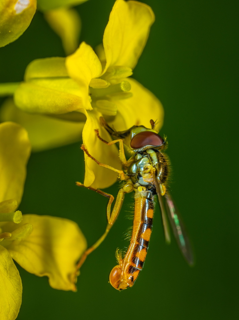 one animal, vulnerability, photography, petal, entomology, animal, wildlife, plant, summer, animal wildlife, yellow flowers, assassin flies, insect, yellow