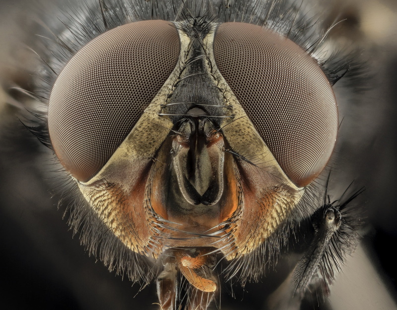 magnification, photography, macro, animal head, wildlife, invertebrate, beauty in nature, bug, 2K, animal eye, animal themes, eye, extreme close-up, looking at camera