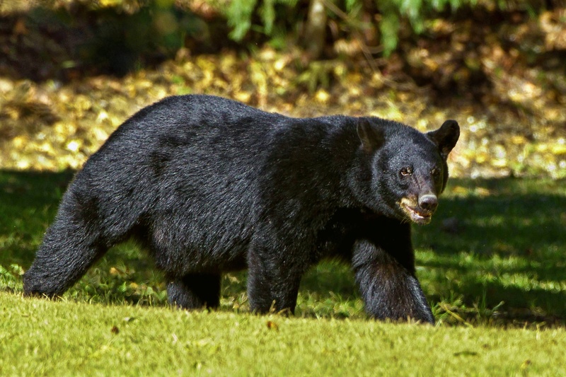 danger, dangerous, fur, field, black color, domestic, animal wildlife, domestic animals, vertebrate, grass, animal themes, claws, pets, black bear, bear