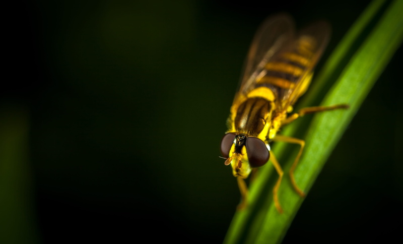 macro, outdoors, biology, close-up, wild, animals in the wild, plant part, plant, fly, photography, animal themes, animal body part, copy space, entomology