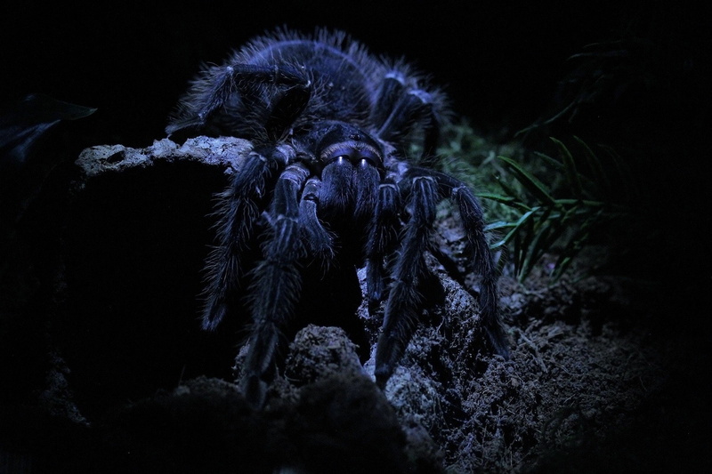 macro, spider, tarantula, 1080P