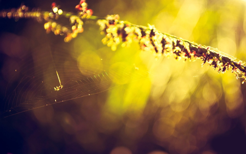 nature, freshness, spider web, bokeh, photography, spider, animal themes, sunlight, beauty in nature, 1080P, cobweb, animals, lens flare, selective focus