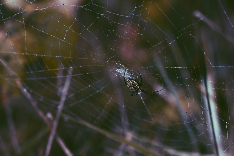 5K, spider, nature, photography, spiderwebs