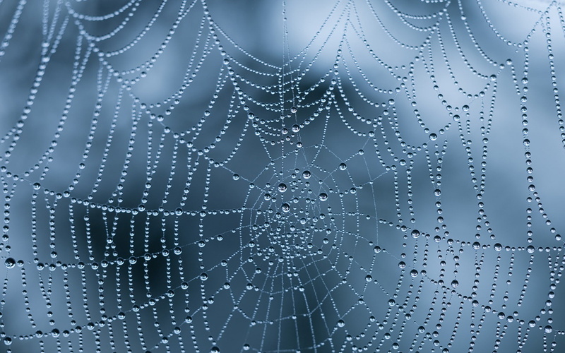 spider, dew, spiderwebs, 1080P, water drops, nature