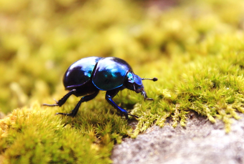 insect, moss, animals, beetles, 720P