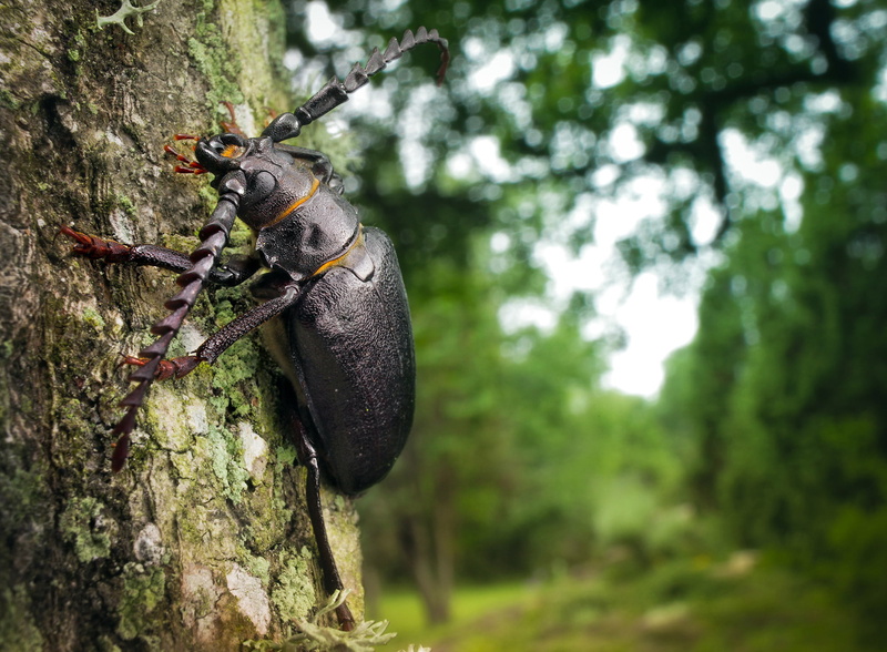 insect, 1080P, animals, beetles, trees, wood
