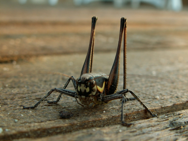 day, animal Antenna, zoology, animal leg, Insect, wood - material, invertebrate, Grasshopper, animals in the wild, one animal, animal, no people, selective focus