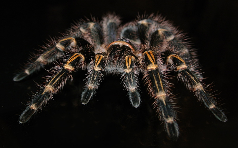 spider, invertebrate, no people, animal themes, pulchripes, closeup, animal wildlife, arachnid, 2K, black background, exotic, indoors, arthropod, tarantula