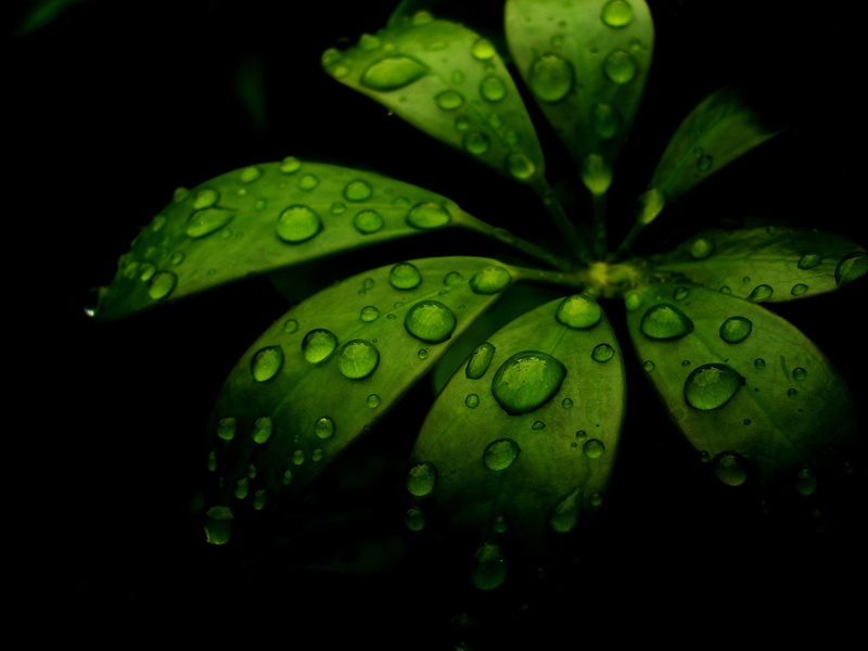 720P, closeup, leaves, plants, water drops