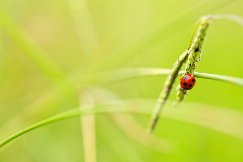 crowfoot, Canon  EOS, plant, springtime, close-up, nature, grass, insect, Saitama  JAPAN, Ageo, crowfoot grass, animal, 5K, shi, summer, red, 日本, green Color
