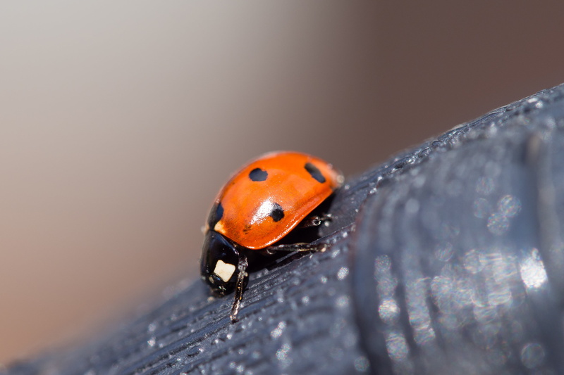 Ladybird, spotted, 4K, insect, Macro, black, summer, beetle, Olympus  OM, Île-de-France, EM, nature, close-up, small, close, animal, photography, close-up photography