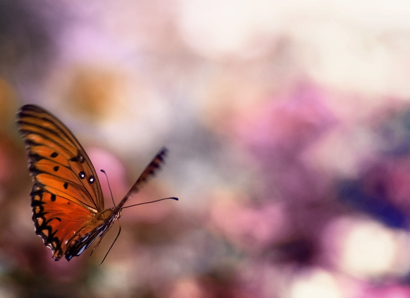 insect, macro, multi Colored, old, 720P, close-up, animal, beauty In Nature, closeup photography, butterfly - Insect, closeup, photography, Butterfly