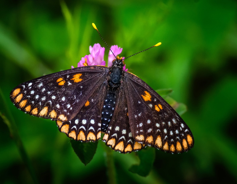 close-up, nature, animal Wing, closeup, macro, Checkerspot, butterfly - Insect, Orange, beauty In Nature, 4K, animal, photography, flower, perched, butterfly