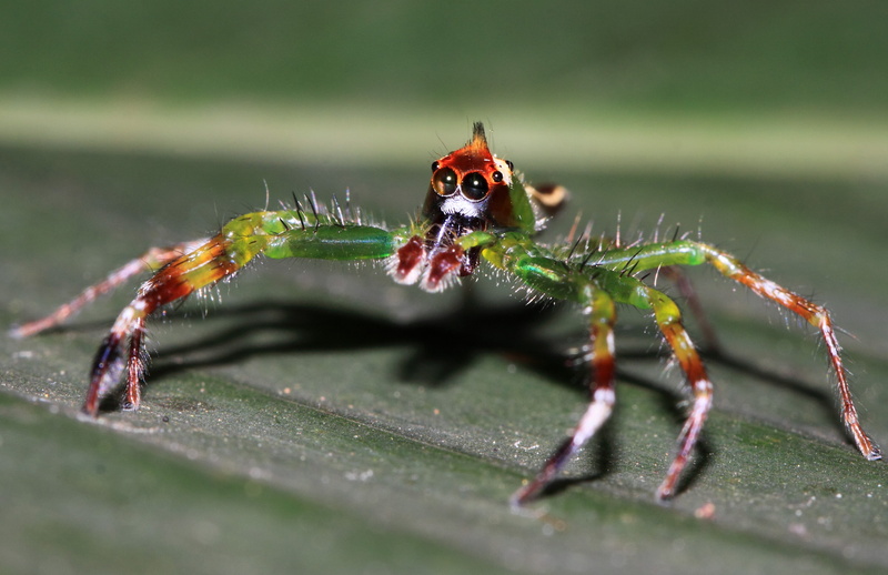2K, macro, day, animal themes, one animal, no people, animal, Epeus, green color, selective focus, insect, arthropod, outdoors, leaf, poisonous, animals in the wild