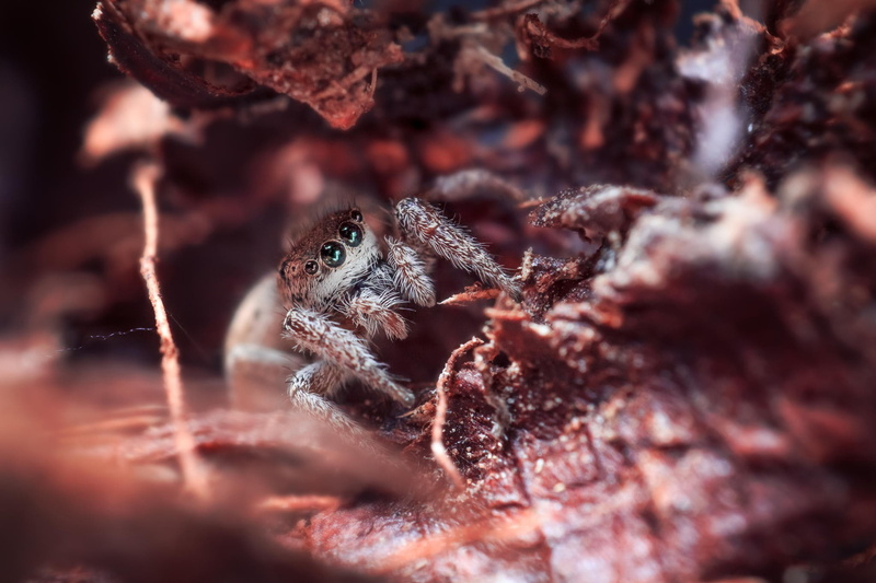 arachnid, 1080P, selective focus, eye, no people, jumping spider, animal body part, animal eye, insect, arthropod, close-up, animals in the wild, animal