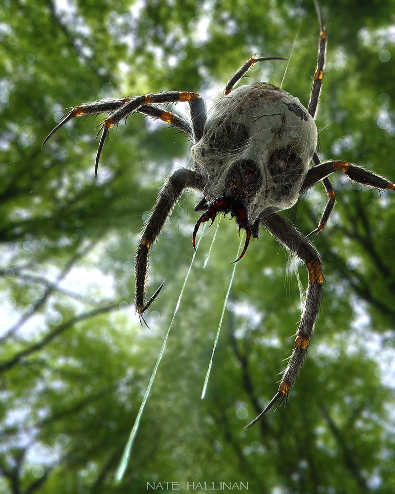 invertebrate, plant part, 720P, plant, leaf, spider, digital, Skulltulla, hallinan, skull, one animal, animal, spider web, animal leg, arthropod