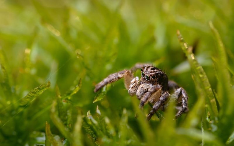 beauty in nature, insect, macro, depth of field, 1080P, animal, Jumping Spider, plant, grass, green color, spider, animal themes, invertebrate, zoology