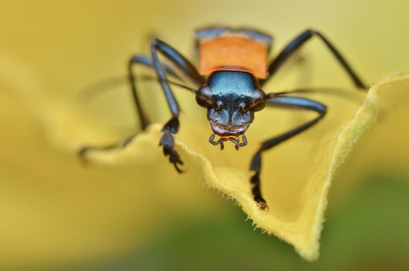 invertebrate, yellow, depth of field, leaf, animal, focus on foreground, day, 1080P, one animal, leaves, nature, insect, macro, selective focus, animal eye