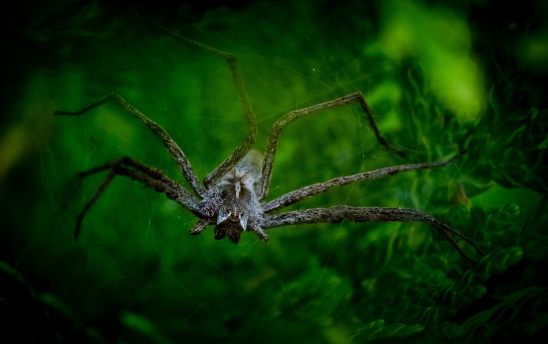 depth of field, invertebrate, insect, arachnid, no people, looking at viewer, plant part, nature, animal leg, animal wildlife, animal themes, animals in the wild