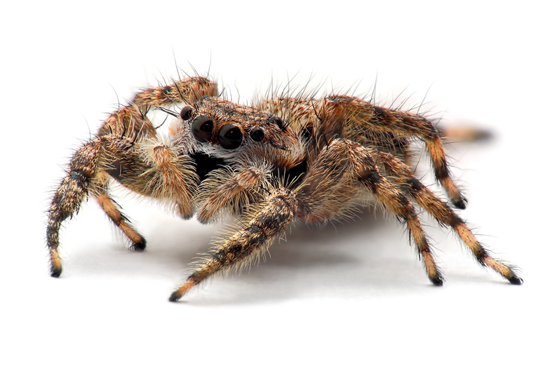 zoology, animal hair, white background, jumping spider, animals in the wild, one animal, animal leg, close-up, animal wildlife, indoors, insect, animal eye