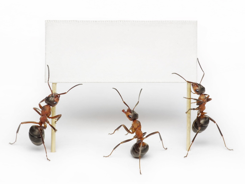 animals, no people, copy space, animals in the wild, animal leg, aggression, cut out, arthropod, zoology, ant, white background, group of animals, animal