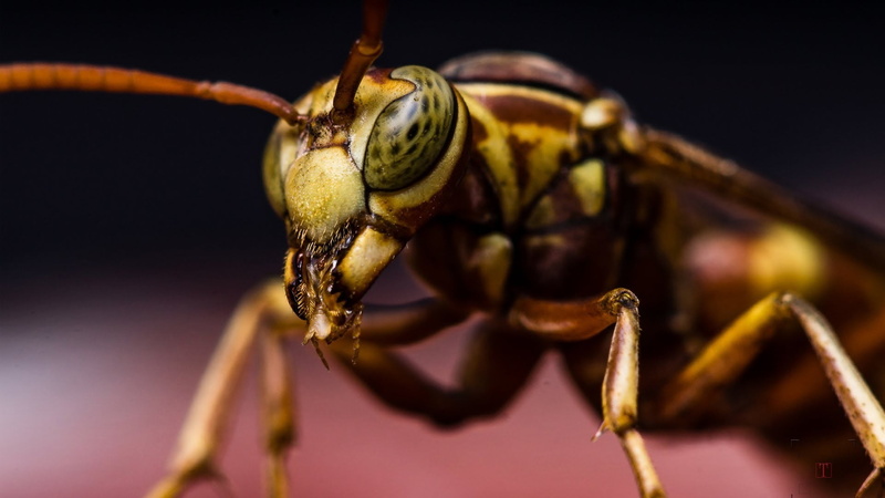 insect, focus on foreground, black background, animal wildlife, animal eye, limb, animal antenna, body part, animal, nature, one animal, animals, close-up