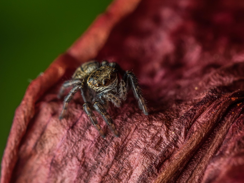 jumping spider, human hand, animal, invertebrate, selective focus, spider, one person, Tiny, day, human body part, arthropod, zoology, animal leg, one animal