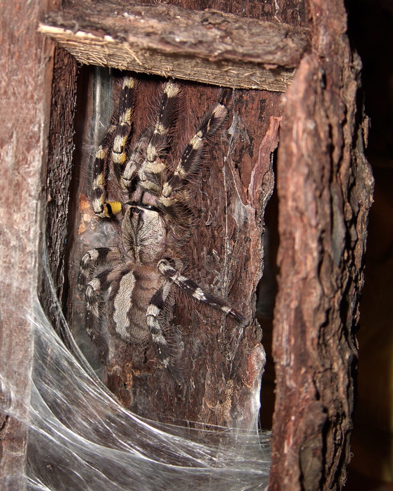 wood - material, natural condition, day, pattern, no people, rough, nature, plant bark, textured, 1080P, close-up, camouflage, arachnids, spider, tarantula