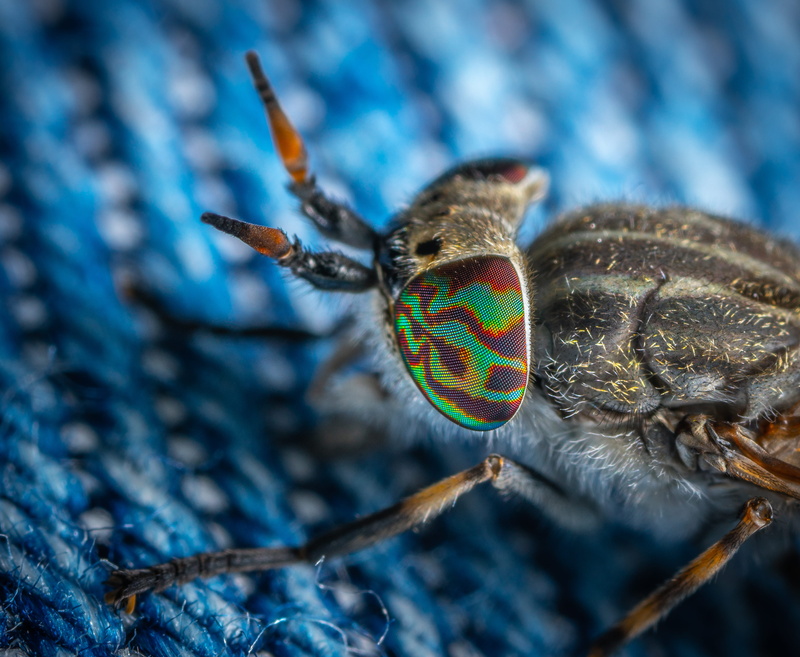 day, blue, black, garden spider, beauty in nature, brown, selective focus, dung beetle, animal eye, animal, eye, nature, zoology, invertebrate, animals in the wild