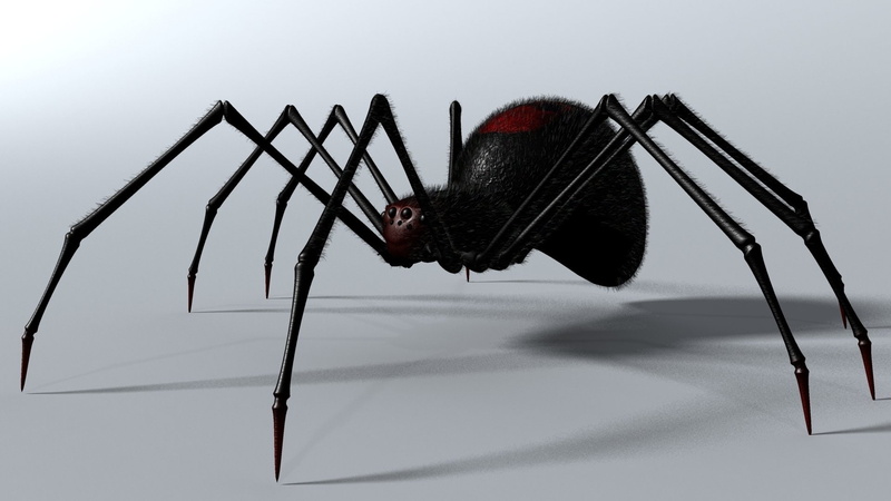 1080P, 3D, CGI, Black, Arachnid, Animal, Digital Art, Spider