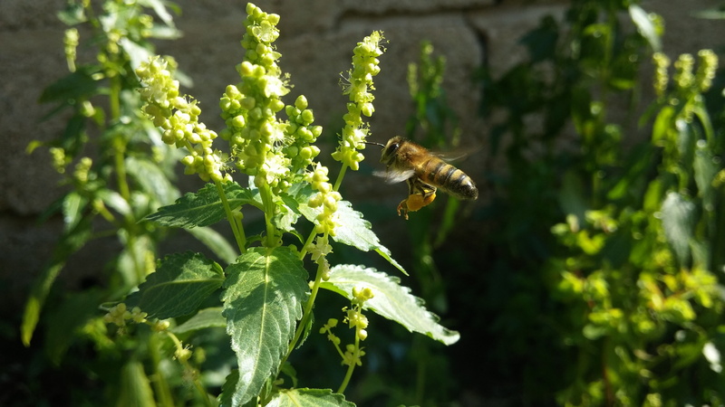 insect, leaf, no people, beauty in nature, close-up, flying, flowering plant, animals in the wild, flower, nature, green color, plant, pollination, 4K