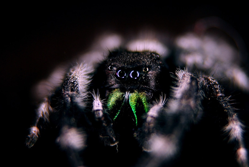 hair, lights, Jumping Spider, macro, photography, 720P, eyes, spider, insect
