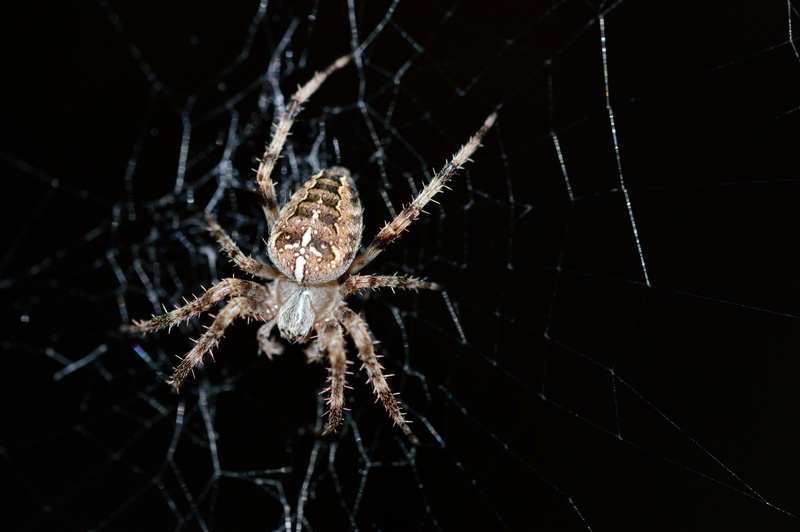 animal body part, flower, nature, lupin, no people, blossom, 5K, insect, invertebrate, argiope, brown, animals in the wild, black, outdoors, webs, spider