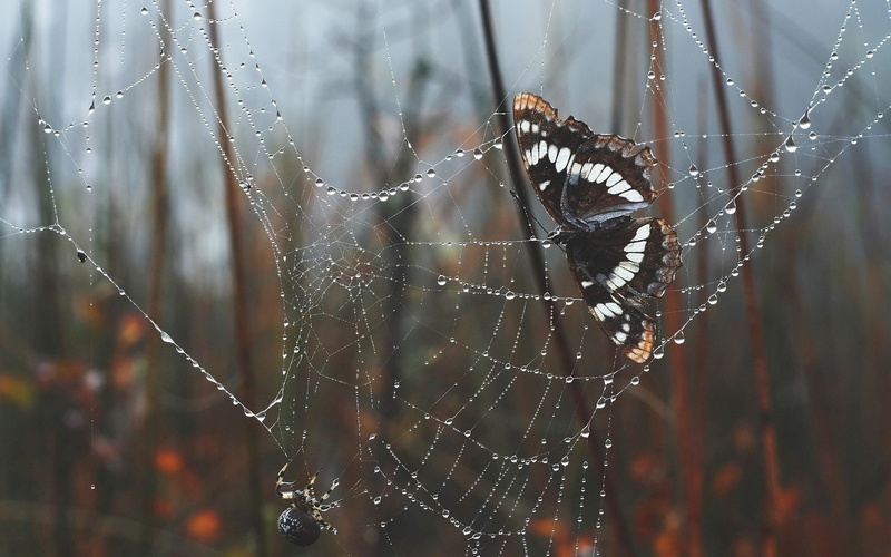 raindrop, outdoors, morning, no people, animal, complexity, leaves, fragility, dew, spider, animal wildlife, day, drop, vulnerability, water, invertebrate