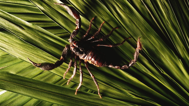 spider, focus on foreground, outdoors, one animal, scorpions, invertebrate, palm leaf, arachnid, close-up, leaf, black, green, beauty in nature, leaves