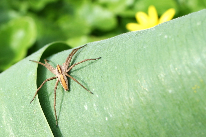 plant part, insect, spider, plant, animal themes, arachnid, animal wildlife, animal, day, animals in the wild, animals, 1080P, close-up, green color, invertebrate