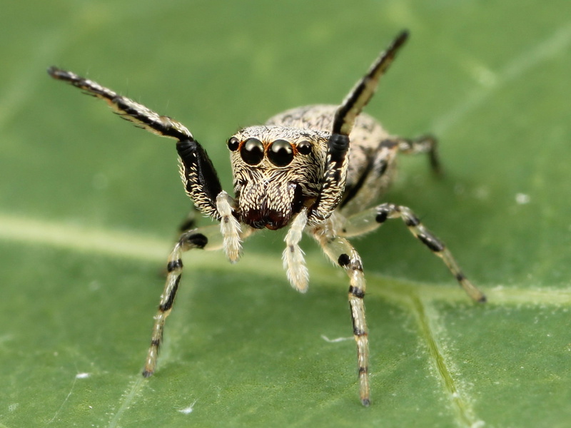animal, animal wildlife, animals in the wild, animals, day, green color, zoology, nature, arachnid, 1080P, animal themes, animal eye, invertebrate, one animal