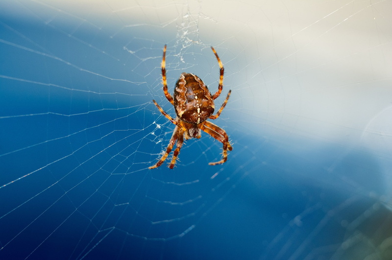 spider web, arthropod, vulnerability, animals, animal themes, 1080P, insect, outdoors, arachnid, animal leg, animals in the wild, focus on foreground