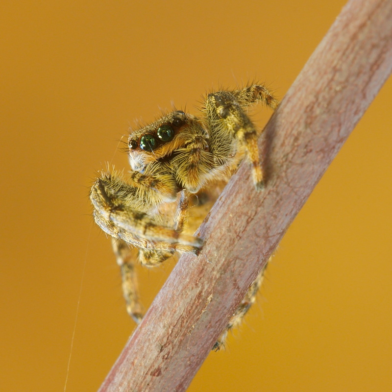 one animal, macro, nature, Jumping Spider, insect, day, spider, invertebrate, close-up, arachnid, zoology, animal, outdoors, animal wildlife, animals, animal body part
