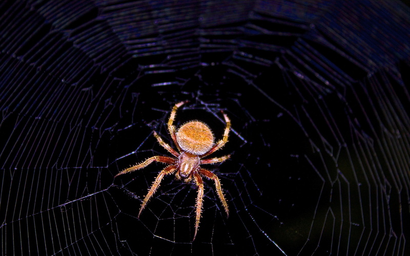 2K, spider, spiderwebs, night