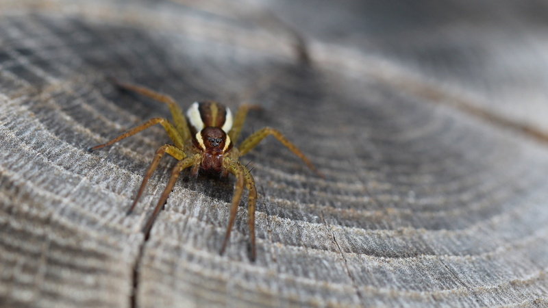 insect, outdoors, selective focus, invertebrate, spider, closeup, one animal, textured, arachnid, close-up, zoology, macro, no people, wood - material