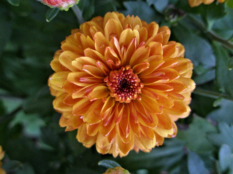 inflorescence, pompon, day, blossom, petal, beauty in nature, chrysanthemum, flower head, burnt, yellow, plant, growth, fall, nature, autumn, pollen, mum