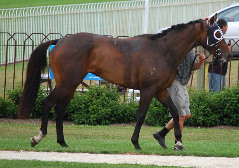 stallion, animals, winner, roses, 1080P, horse, tb, ethereal, race, brown, trophie